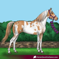 Horse Color:White Spotted Chestnut and White Spotted Chestnut Appaloosa