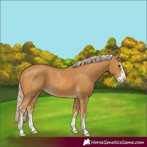 Horse Color:Palomino  and Palomino Splash 