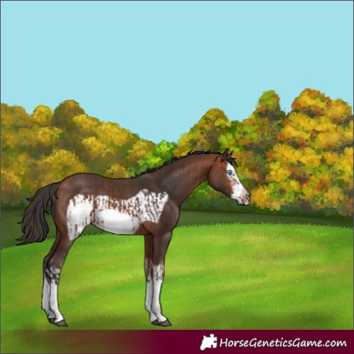 Horse Color:Bay Splash Frame Rabicano  and Bay Splash Frame Rabicano 