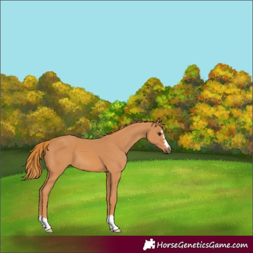 Horse Color:Chestnut 