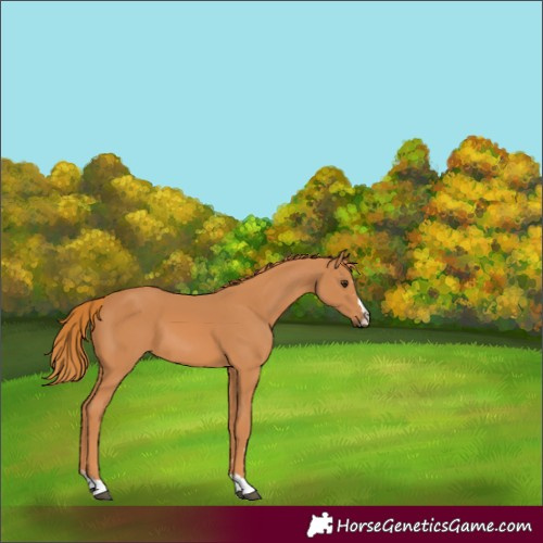 Horse Color:Chestnut 