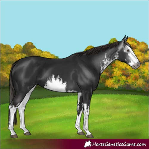 Horse Color:Gray White Spotted Liver Chestnut 