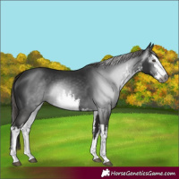 Horse Color:Gray White Spotted Liver Chestnut 