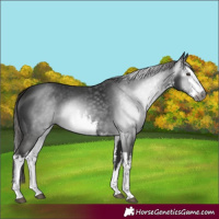 Horse Color:Gray White Spotted Liver Chestnut