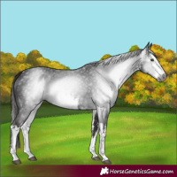 Horse Color:Gray White Spotted Liver Chestnut