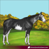 Horse Color:Gray White Spotted Liver Chestnut 