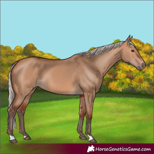 Horse Color:Silver Bay Dun 