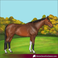 Horse Color:Bay Tobiano Rabicano