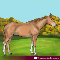 Horse Color:Chestnut Tobiano Rabicano