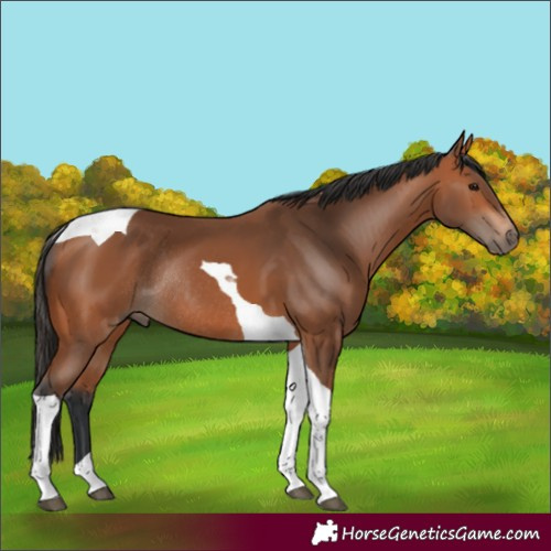 Horse Color:Bay Tobiano Rabicano 