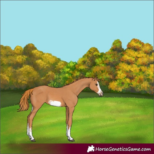 Horse Color:Chestnut Splash Frame and Chestnut Splash Frame