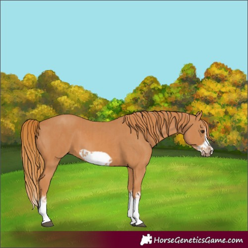 Horse Color:Chestnut Splash Frame and Chestnut Splash Frame