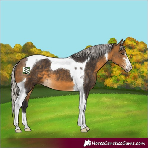Horse Color:Silver Buckskin Tobiano 