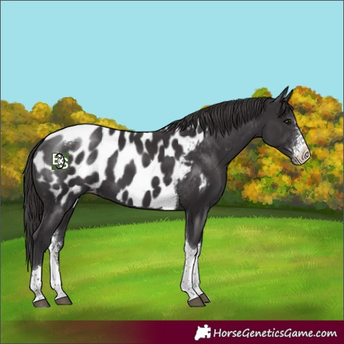 Horse Color:Smoky Black Sabino Tobiano Appaloosa 