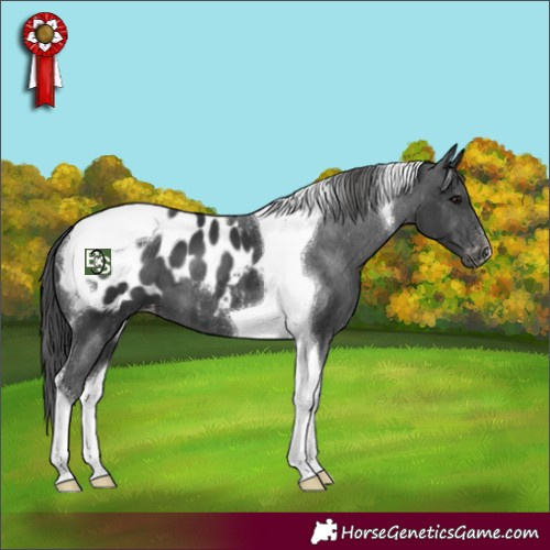 Horse Color:Black Tobiano Blanket 