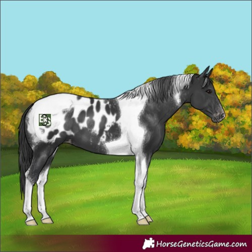 Horse Color:Black Tobiano Appaloosa