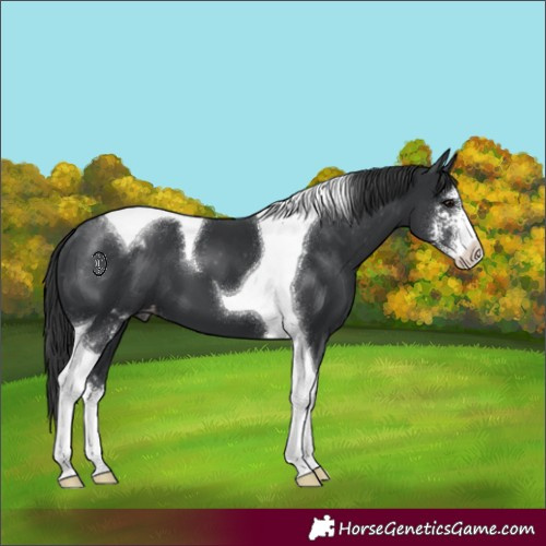 Horse Color:Black Sabino Tobiano Varnish 