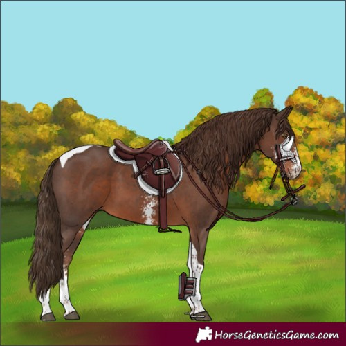 Horse Color:Liver Chestnut Sabino Tobiano