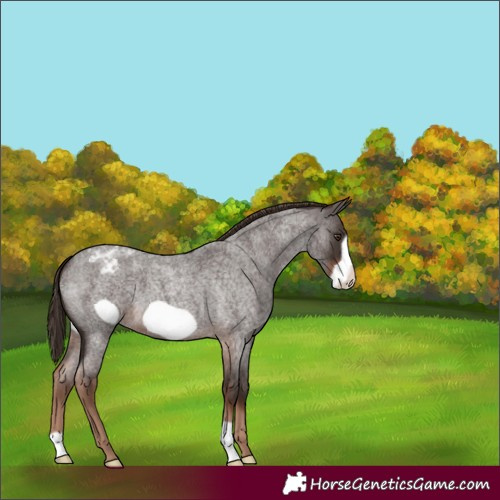 Horse Color:Liver Red Roan Frame Varnish 