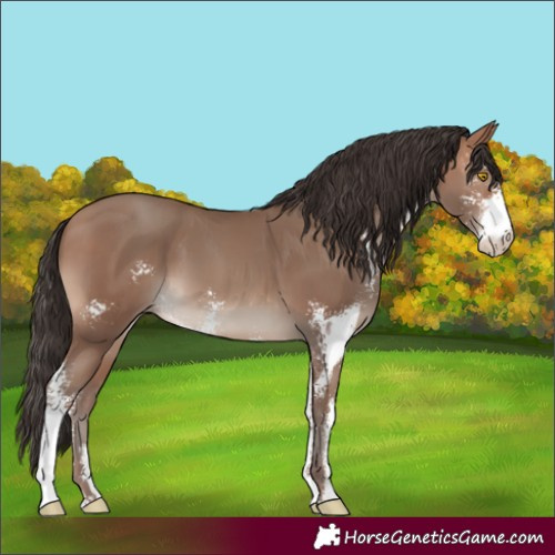 Horse Color:Sable Champagne Sabino 