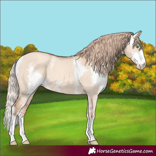 Horse Color:Gold Champagne Dun Sabino