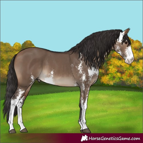 Horse Color:Bay Dun Sabino