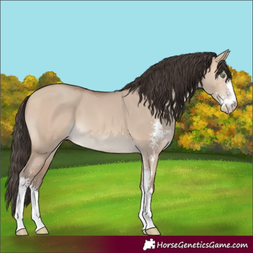 Horse Color:Amber Champagne Dun Sabino 