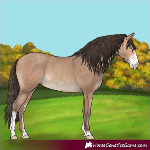 Horse Color:Amber Champagne Sabino