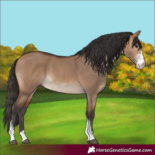 Horse Color:Bay Dun Sabino 