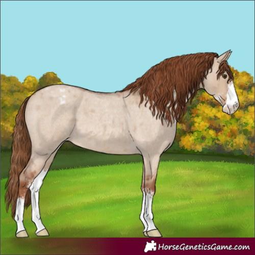 Horse Color:Red Dun Roan Sabino Appaloosa