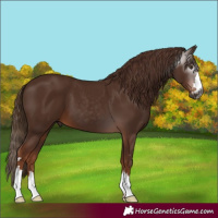 Horse Color:Gray Chestnut