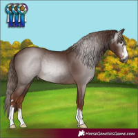 Horse Color:Gray Chestnut