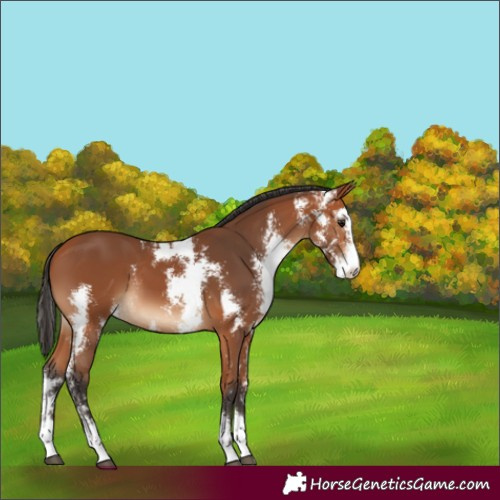 Horse Color:Bay Sabino 