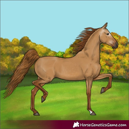 Horse Color:Unknown 