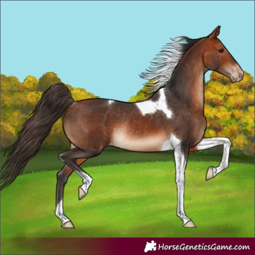 Horse Color:Bay Tobiano Appaloosa Rabicano