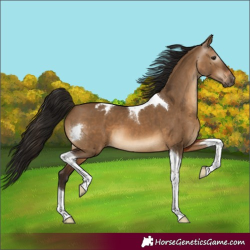 Horse Color:Gray Bay Dun Tobiano Appaloosa