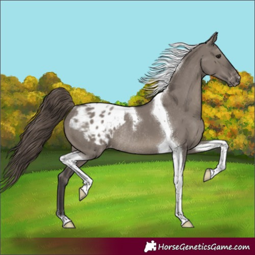 Horse Color:Smoky Grullo Tobiano Appaloosa Rabicano