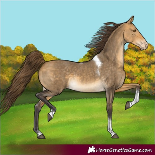 Horse Color:Buckskin Dun Tobiano Appaloosa Rabicano 