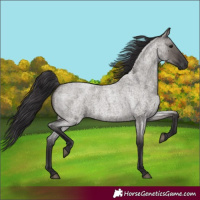 Horse Color:Unknown 