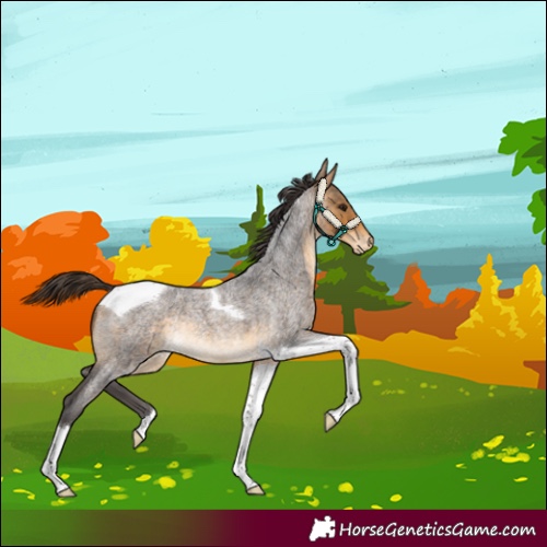 Horse Color:Buckskin Roan Tobiano Varnish Rabicano 