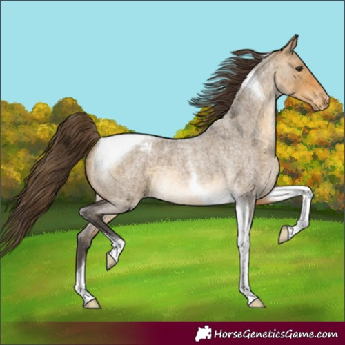 Horse Color:Buckskin Roan Dun Tobiano Appaloosa 