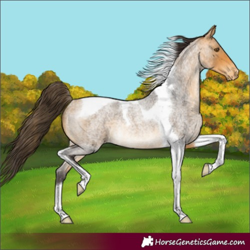 Horse Color:Buckskin Roan Tobiano Appaloosa Rabicano