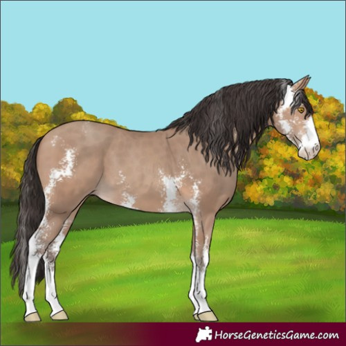 Horse Color:Amber Champagne Sabino
