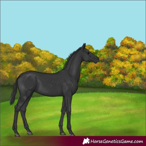 Horse Color:Black 