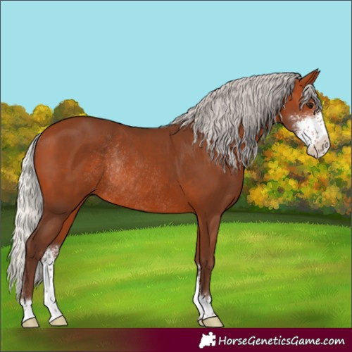 Horse Color:Silver Bay Sabino Rabicano