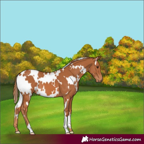 Horse Color:White Spotted Chestnut