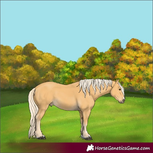 Horse Color:Palomino 