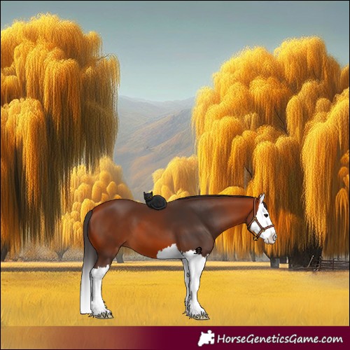 Horse Color:Bay Splash 