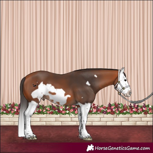 Horse Color:Bay Splash Frame 