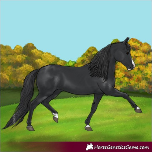 Horse Color:Black Splash